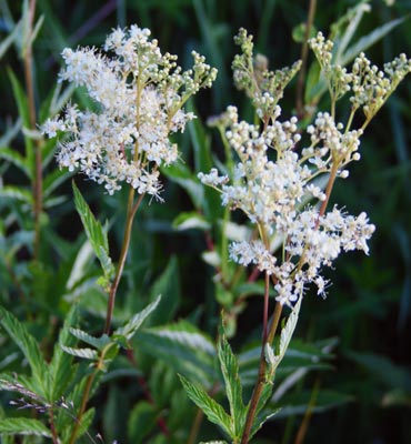 Mesiangervo (Filipendula ulmaria (Spiraea ulmaria)). Kuva Kai Kankaanpää 2016.