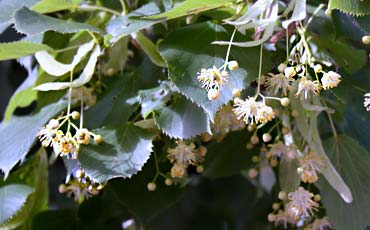 Metsälehmus (Tilia cordata)