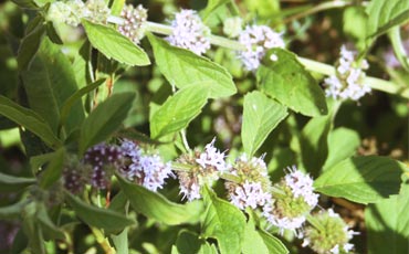 Mintut (Mentha sp.)