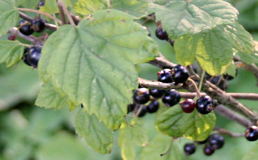 Mustaherukka (Ribes nigrum)