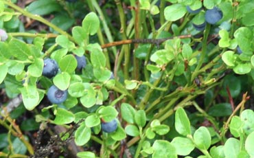 Mustikka (Vaccinium myrtillus)