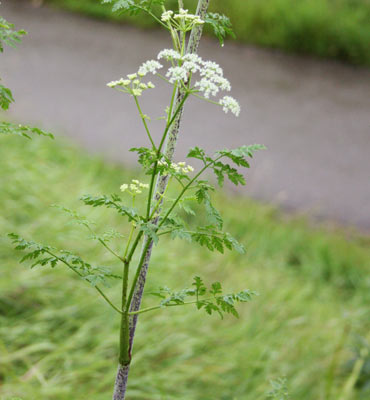 Myrkkykatko (Conium maculatum). Kuva Kai Kankaanpää 2016.