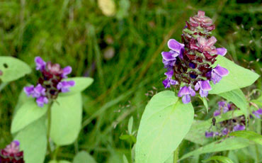 Niittyhumalan (Prunella vulgaris)