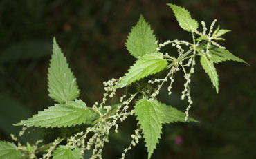 Nokkonen (Urtica dioica (Urtica gracilis))