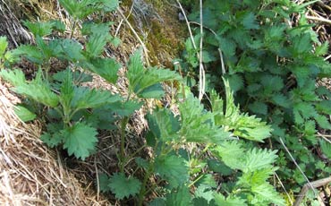 Fresh, young nettles.