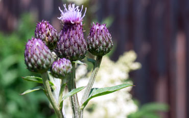 Ohdake (Cirsium)