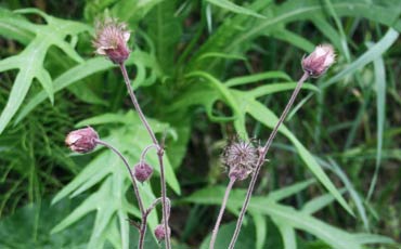 Ojakellukka (Geum rivale)