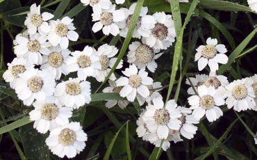 Ojakärsämö (Achillea ptarmica)