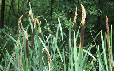 Osmankäämi (Typha latifolia)