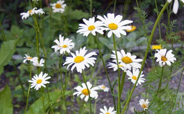 Päivänkakkara (Leucanthemum vulgare)