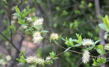 Paju (Salix sp.)