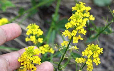 Peltokanankaali (Barbarea vulgaris)