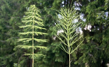 Peltokorte (Equisetum arvense)