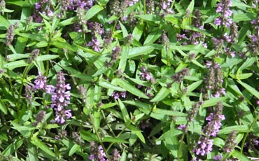 Peltopähkämö (Stachys palustris)