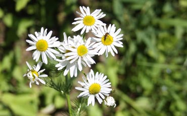 Peltosaunio eli saunakukka (Tripleurospermum maritimum ssp. Inodorum)