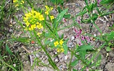 Peltoukonnauris (Erysimum cheiranthoides)