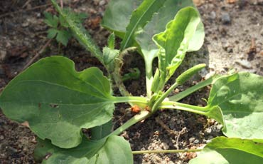 Piharatamo (Plantago major)