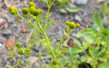 Pihasaunio (Matricaria discoidea)