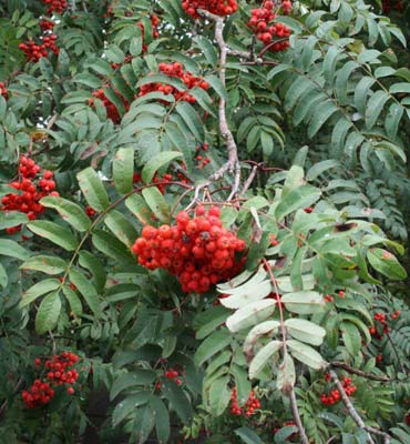 Pihlaja (Sorbus aucuparia). Kuva Kai Kankaanpää 2016.