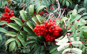 Pihlajan (Sorbus aucuparia)