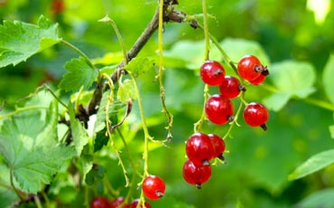 Pohjanpunaherukka (Ribes spicatum)