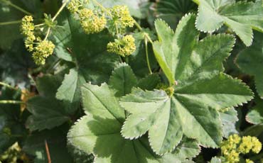 Poimulehti (Alchemilla vulgaris)