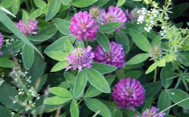 Puna-apila  (Trifolium pratense)