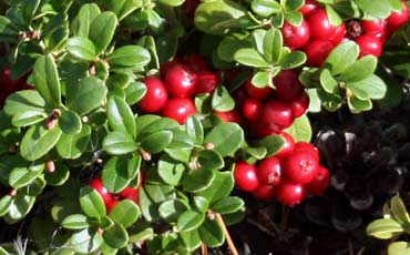 Puolukka (Vaccinium vitis-idaea)