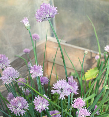 Ramsons. Picture Kai Kankaanpää 2016.