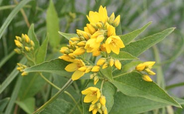 Ranta-alpi (Lysimachia vulgaris)