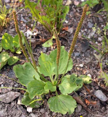 Ratamo (Plantago). Kuva Kai Kankaanpää 2016.