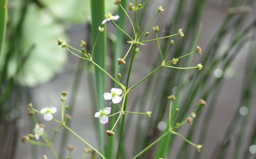 Ratamosarpio (Alisma plantago-aquatica)