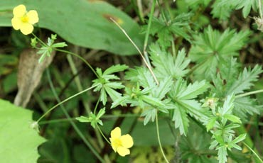 Rätvänä (Potentilla erecta)