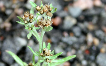 Savijäkkärä (Gnaphalium uliginosum)