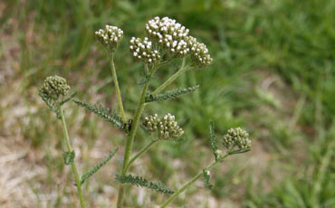 Siankärsämö (Achillea millefolium)