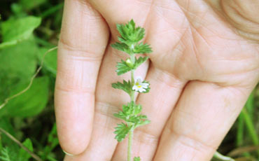 Silmäruoho (Euphrasia spp.)