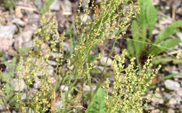 Suolaheinä (Rumex spp.)