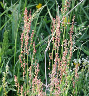 Niittysuolaheinä (Rumex acetosa (R. Fontanopaludosus)). Kuva Kai Kankaanpää 2016.