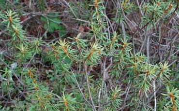 Suopursu (Rhododendron tomentosum)