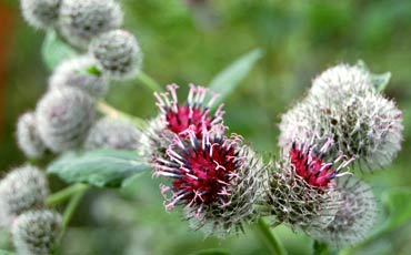 Takiaiset (Arctium sp.)