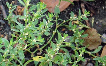 Tatar (Bistorta, Fallopia, Aconogonom, Persicaria sp.)