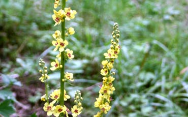 Tulikukat (Verbascum)