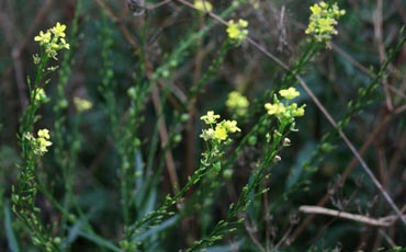 Ukonpalko (Bunias orientalis)