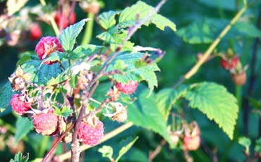 Vadelma (Rubus idaeus)