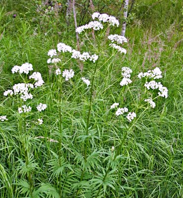 Rohtovirmajuuri, Valeriaana (Valeriana officinalis). Kuva Kai Kankaanpää 2016.