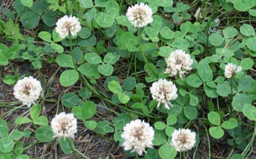 Valkoapila (Trifolium repens)