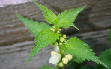 White Dead nettle (Lamium album). Picture by Kai Kankaanpää.