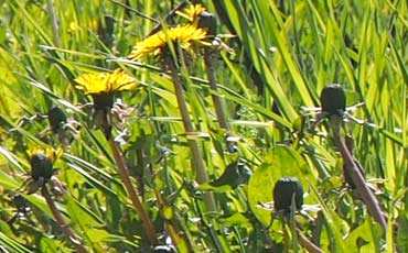 Voikukka (Taraxacum officinale)