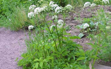 Vuohenputki (Aegopodium podagraria)