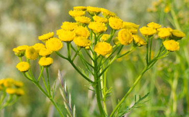 Pietaryrtti, Nappikukka, Kehräpäivänkakkara (Tanacetum vulgare (Chrysanthemum vulgare)).